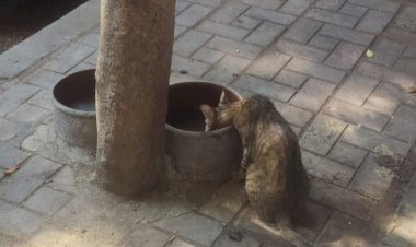 منبر