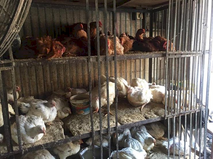 اسعار الفراخ والطيور بأنواعها