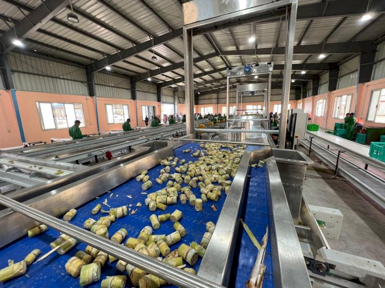 أول محطة لإنتاج شتلات قصب السكر  بتكلفة 300 مليون جنية في إطار المبادرة الرئاسية حياة كريمة