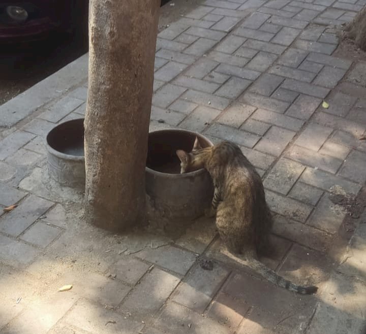 عدسة "منبر التحرير": قطة تجد نهر إنسانية في قارورة ماء  