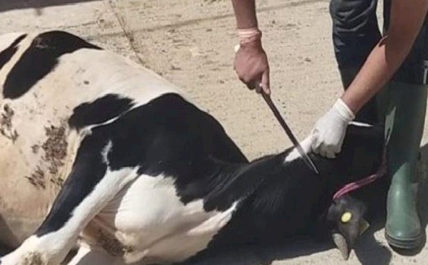 تحرير ١٤ محضر ذبح خارج السلخانة في قنا قبل عيد الأضحى المبارك 