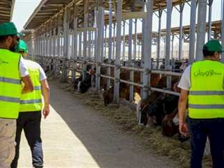 28 طن لحوم أضاحي للأكثر احتياجًا بقرى المنيا