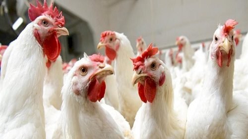 أسعار الفراخ والطيور في الأسواق اليوم السبت 24 يونيو