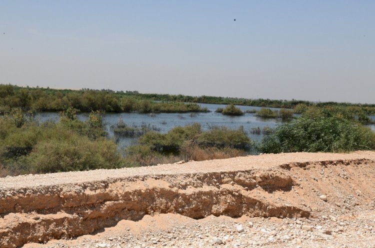 محافظ قنا يتفقد موقع انهيار أحد أحواض الغابة الشجرية بالصالحية