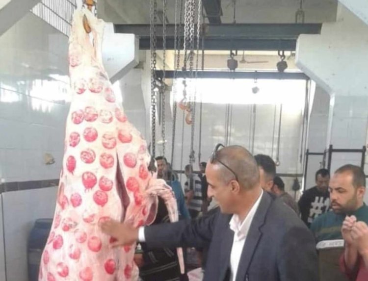 محافظ المنيا : ذبح ٨٥٣ رأس ماشية بالمجان فى مجازر المحافظة