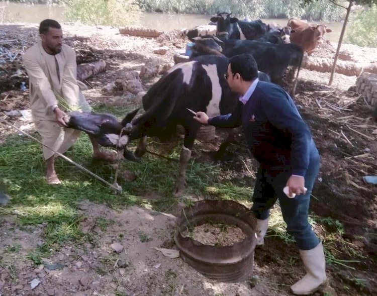 محافظ المنيا : استمرار فعاليات الحملة القومية للتحصين ضد الحمى القلاعية والوادي المتصدع