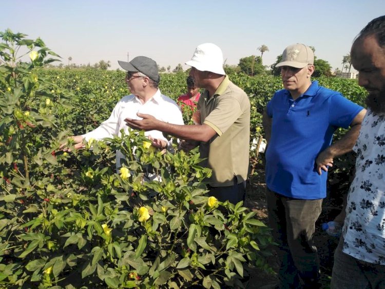 الزراعة تتفقد تربية المحاصيل الزراعية للمحاصيل الصيفية