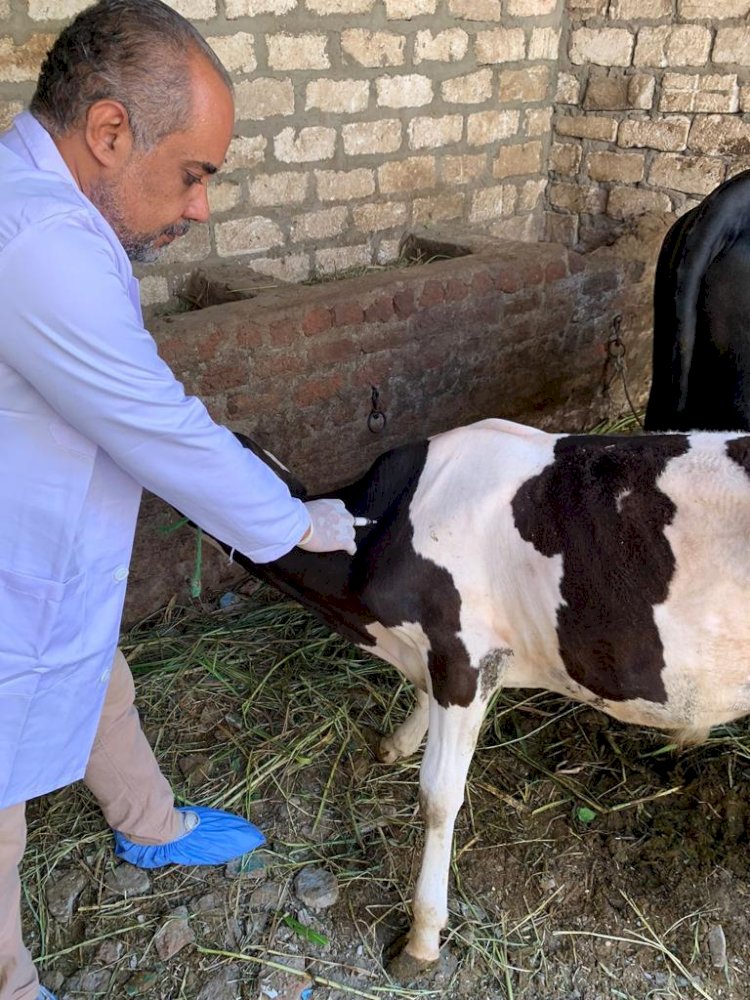 تحصين 24 ألف رأس ماشية ضد الحمى القلاعية والوادى المتصدع بقنا