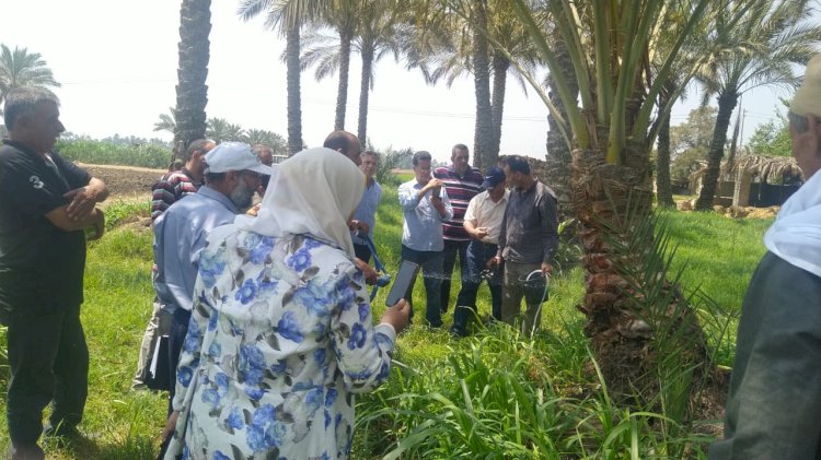 الزراعة توفر ٢٥ الف عبوة لعلاج حوالي ٢٥٠ ألف نخلة من سوسة النخيل