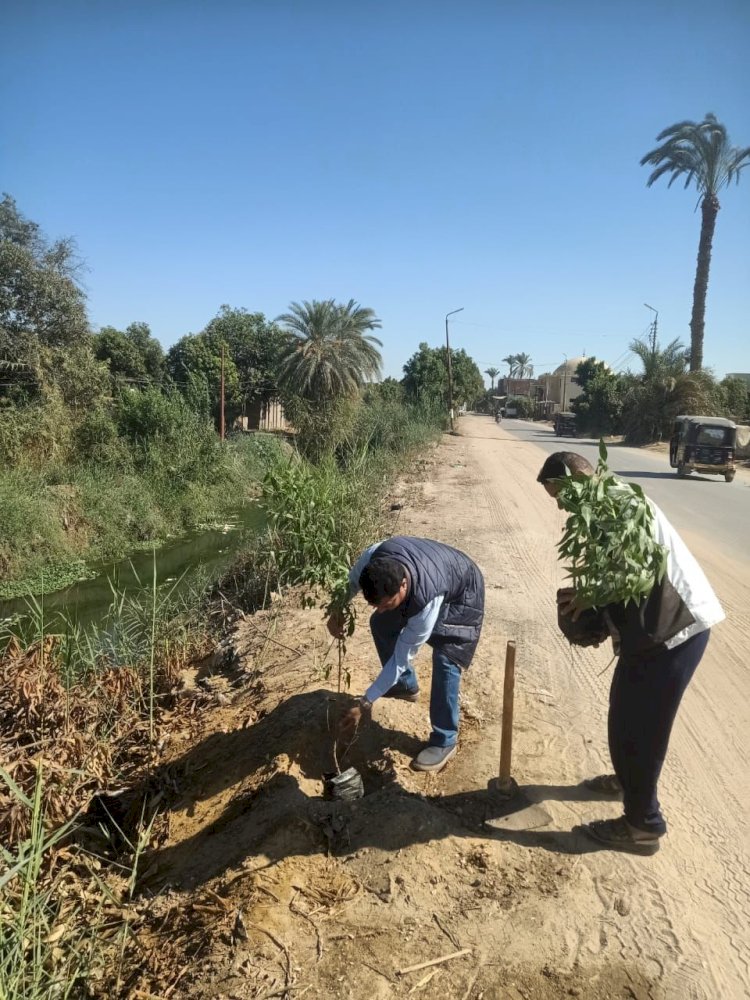 زراعة اشجار بمركزي دير مواس وابوقرقاص بالمنيا