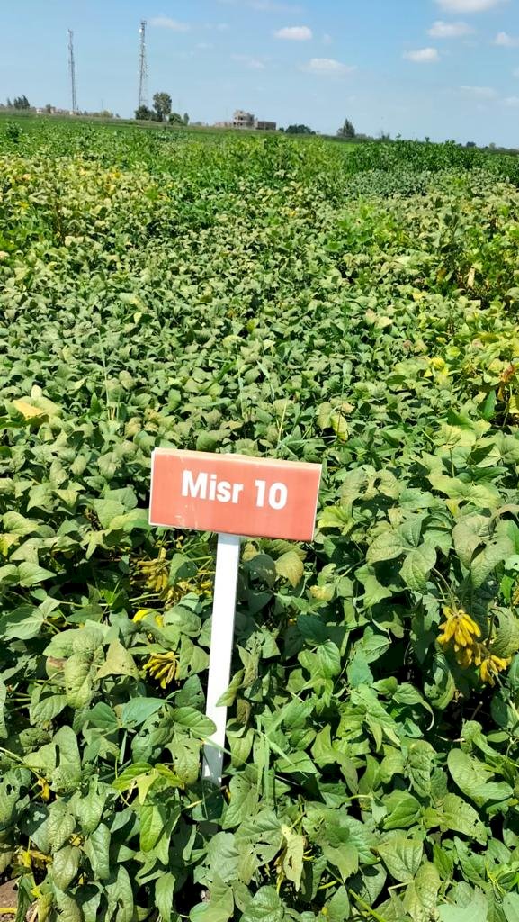 الزراعة  تتابع البرامج البحثية واكثارات التقاوي بمحطة بحوث الجميزة بالغربية