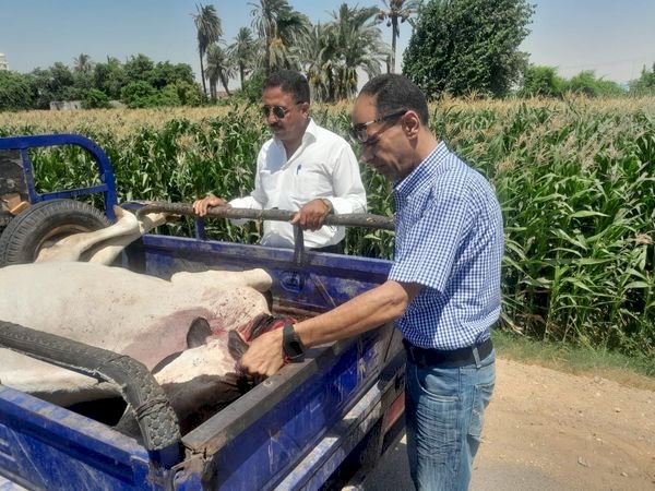 تحريز بقرة غير صالحة للاستهلاك الآدمي قبل بيعها للمواطنين بمطاي