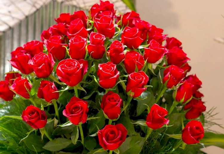 ألف مليار مبروك مهندسة حلا