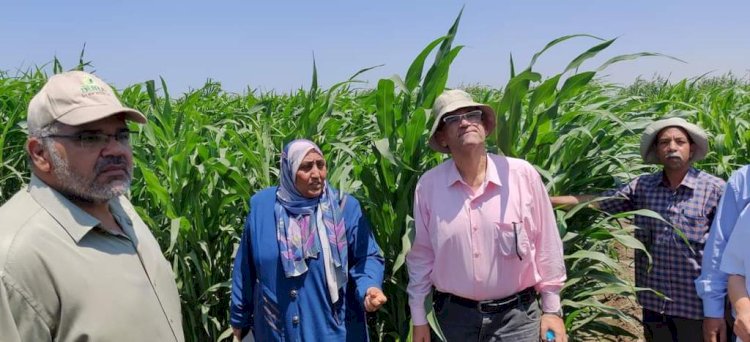 الزراعة تتابع اكثار التقاوي والمحاصيل الزراعية ببني سويف