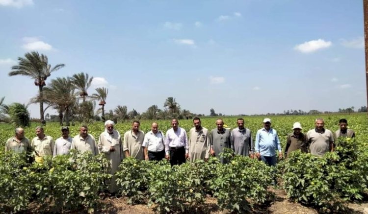 الزراعة تتابع محصول القطن بمحافظات الشرقية والمنوفية والاسماعيلية