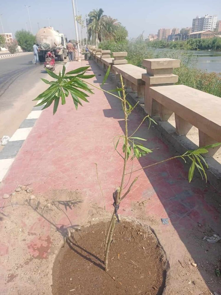 زراعة اشجار زينة ومثمرة ضمن مبادرة  ١٠٠مليون شجرة بالمنيا