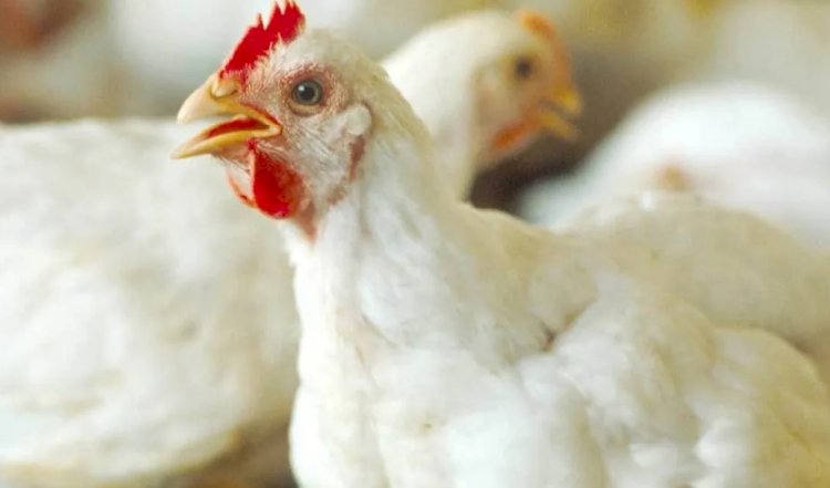 إنخفاض أسعار الفراخ اليوم الخميس 2 نوفمبر 2023