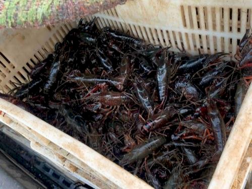 حملة لشرطة البيئة والمسطحات بالقليوبية والشرقية