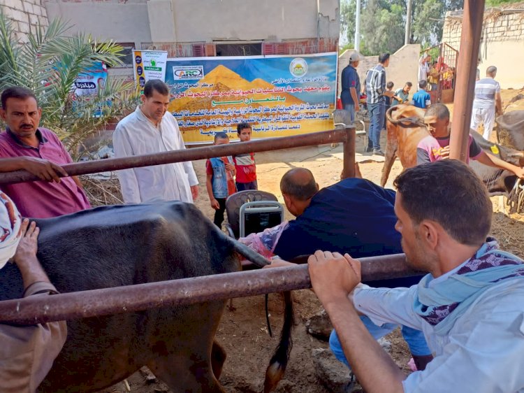 الزراعة:قافلة بيطرية مجانية لصغار المربين بالبحيرة