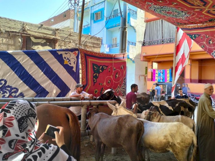 الزراعة:قوافل بيطرية مجانية لخدمة صغار المربين بالدقهلية