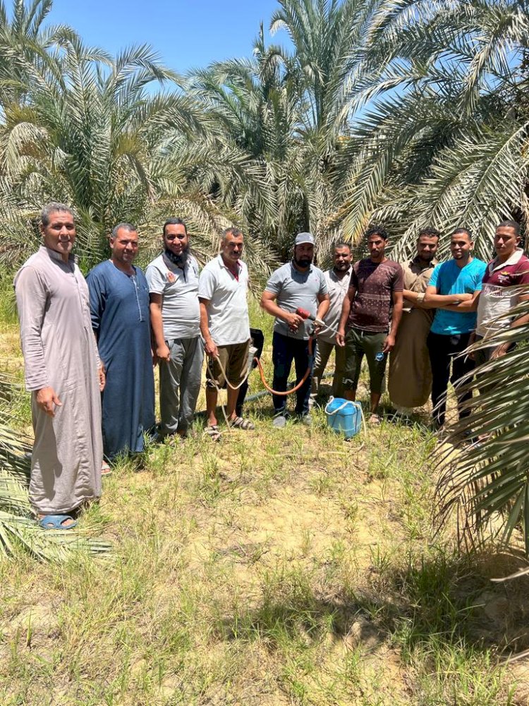 الزراعة تستعرض انشطة المركزي للنخيل خلال اغسطس