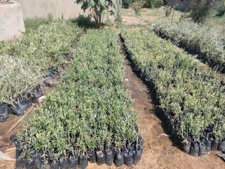 الزراعة : ترخيص اول مشتل لمعهد البساتين لانتاج الشتلات المعتمدة