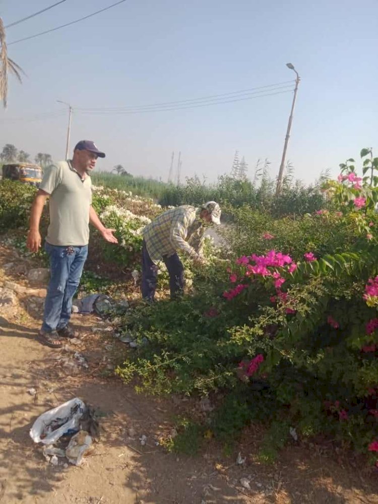 زراعة اشجار مثمرة وزينة ضمن مبادرة ١٠٠مليون شجرة بالمنيا