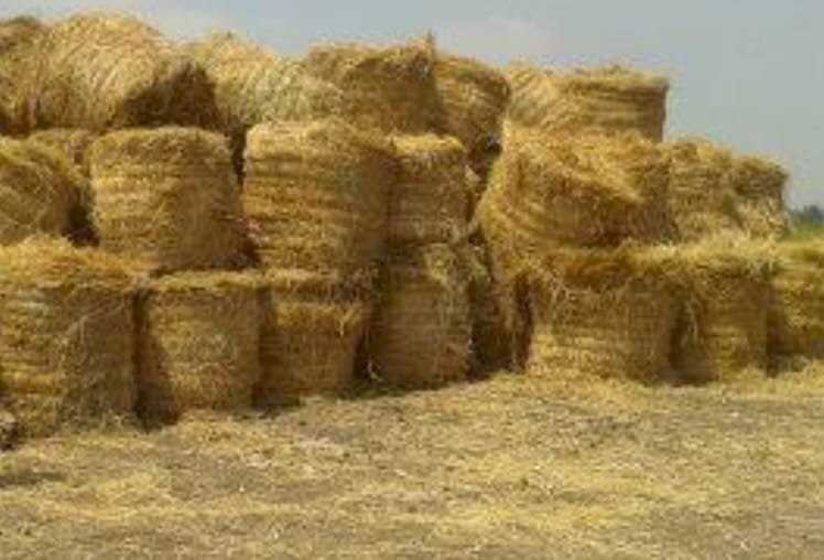 مجموعة تدوير قش الارز نجحت في جمع اكثر من مليون  طن