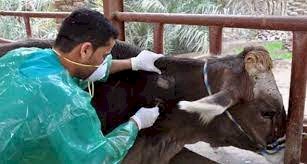 غدا .. ندوة علمية عن مرض السل البقري والبروسيلا فى ملوى