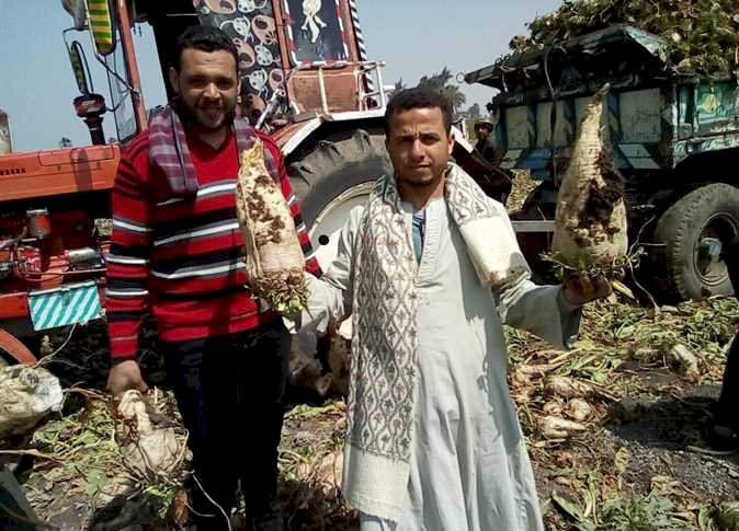"مزارعين المنيا" يطالبون الحكومة بزيادة اسعار توريد القصب والبنجر