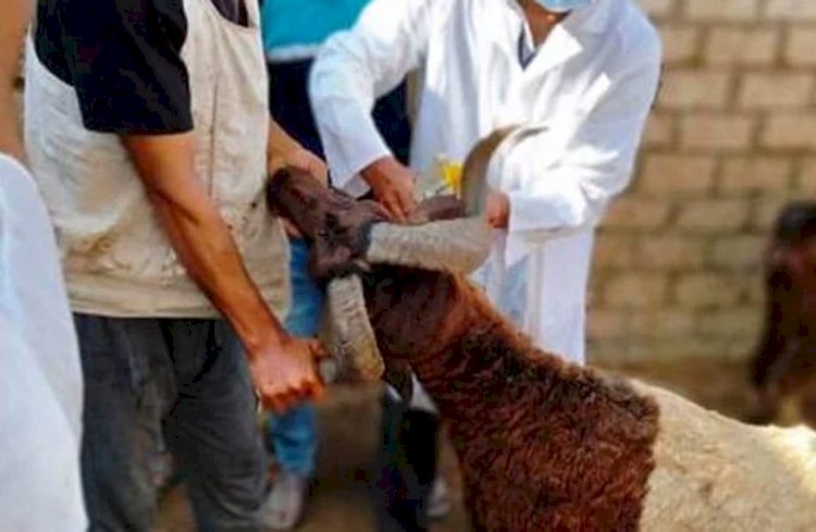 تحصين 61 ألف رأس ماشية للوقاية من طاعون المجترات الصغيرة بالمنيا