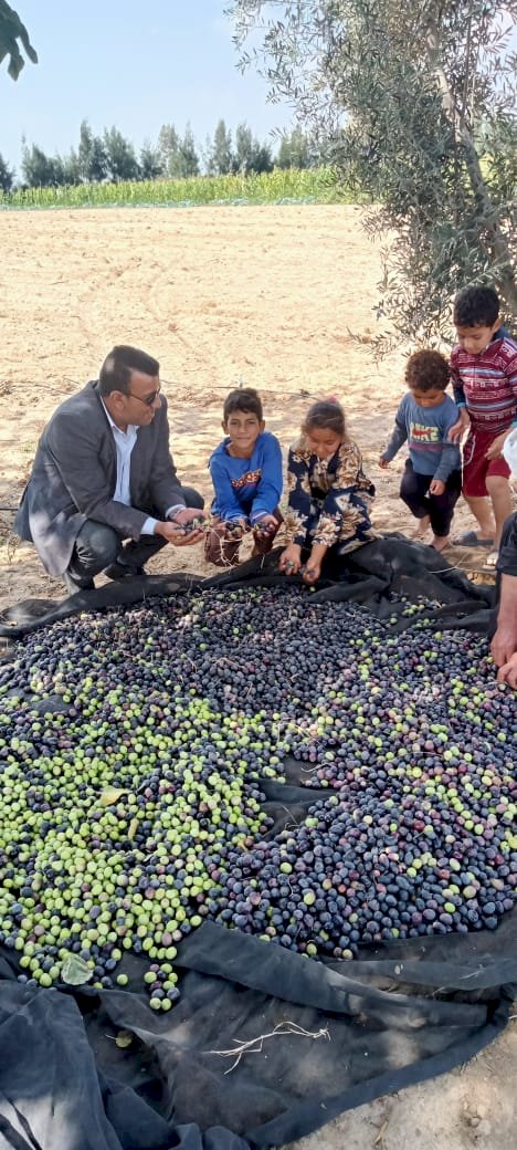 حصاد"٦٠٠٠"فدان زيتون بمنطقة شرق القناة