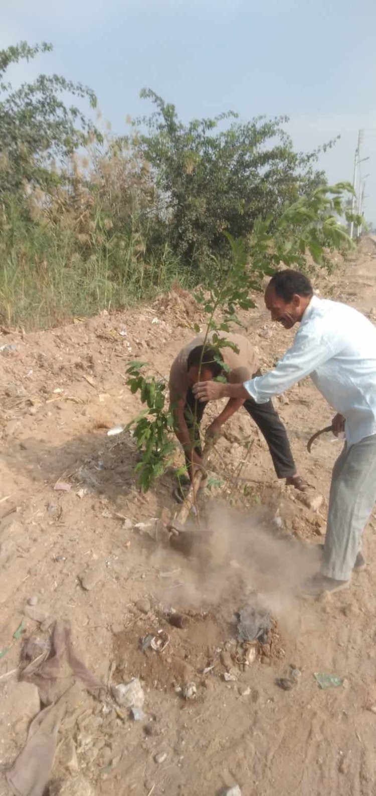 زراعة 105 شتلات مثمرة في مركز مطاي بالمنيا