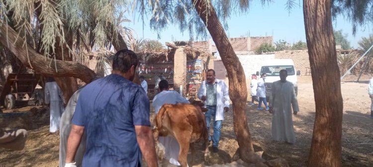 فحص "١٩٠٠"رأس ماشية مجانا بالاقصر