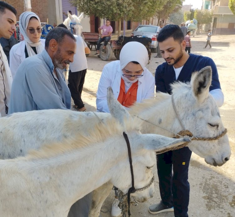 قافلة بيطرية لجامعة المنيا إلى قرية دير أبو حنس بملوي