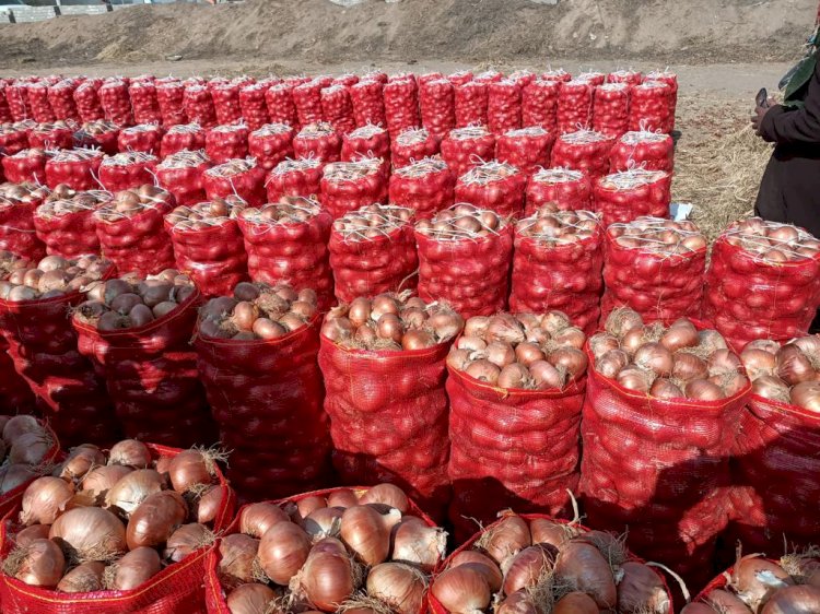 الزراعة:حملات تفتيشية علي مفارش البصل في جميع المحافظات