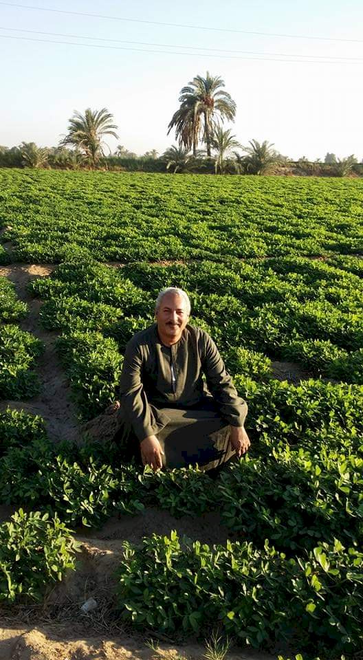نقيب الفلاحين يكشف الفرق بين البصل المقور والبصل الفتيل 