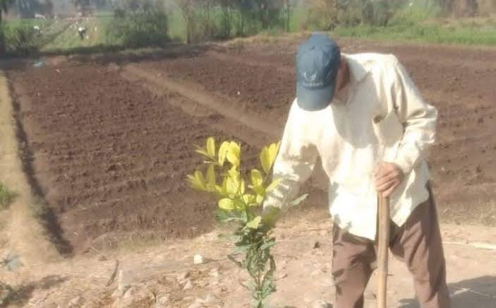 ضمن مبادرة 100 مليون شجرة : زراعة 133 شجرة مثمرة في مركز مطاي بالمنيا