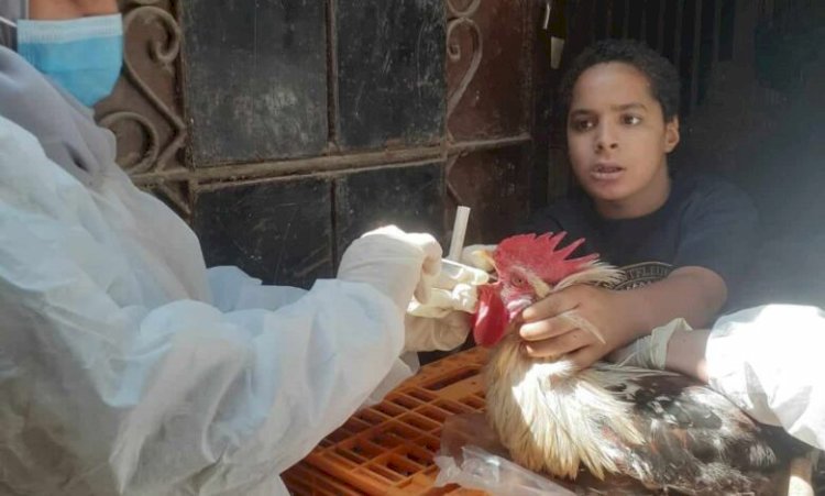 بيطري المنيا: تحصين مليون طائر ضد مرض أنفلونزا الطيور وفحص تحصين أكثر من 17 ألف رأس ماشية خلال عام 2023