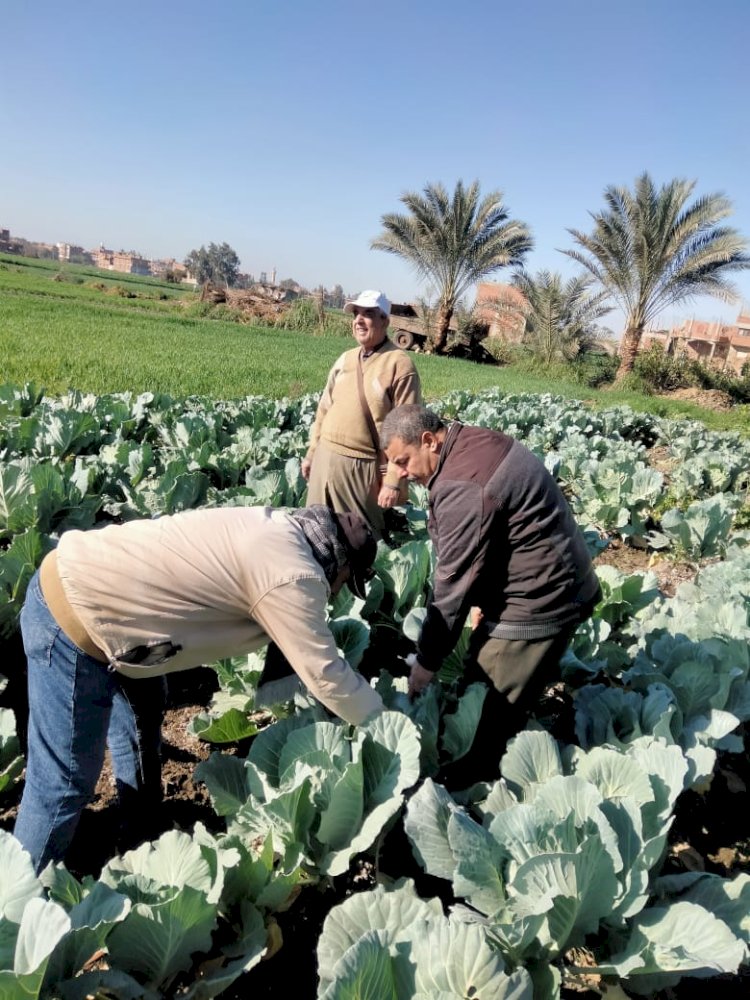 وقاية النباتات يكثف  الحملات لحماية المحاصيل الشتوية