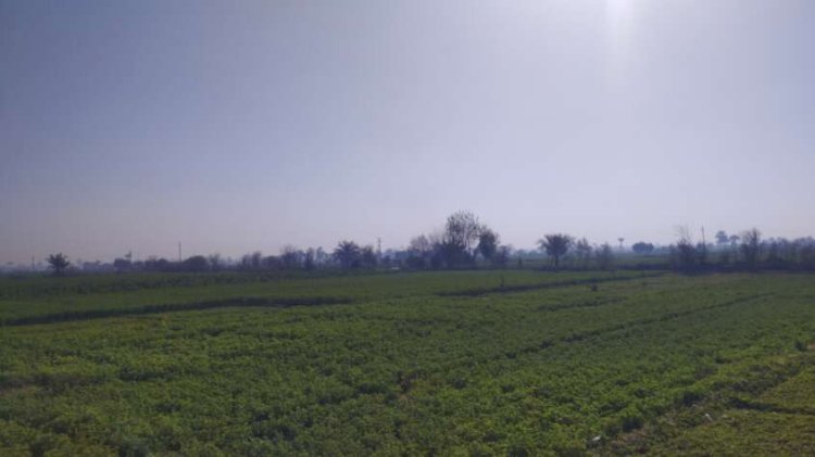 شمس ساطعة.. لوحة دافئة ترسمها الطبيعة بالمنيا