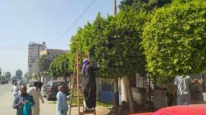 ضمن مبادرة "١٠٠ مليون شجرة" زراعة ١١٠ أشجار مثمرة بمركزى دير مواس وسمالوط بالمنيا