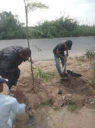 مبادرة " 100 مليون شجرة".. استمرار زراعة أشجار  مثمرة و زينة بمركزي مطاي وسمالوط بالمنيا