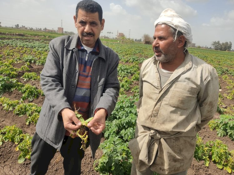 الزراعة :تتابع زراعات الخضر وتراخيص المشاتل