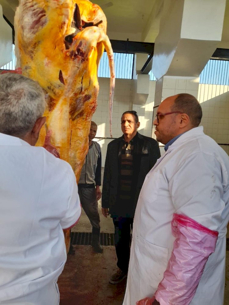 إعدام رأس ماشية تزن 400 كيلو مصابة بمرض السل خلال حملة رقابية فى ملوى بالمنيا