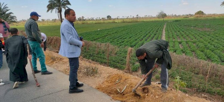 زراعة 170 شجرة زينة و مثمرة  بمركز مطاي بالمنيا