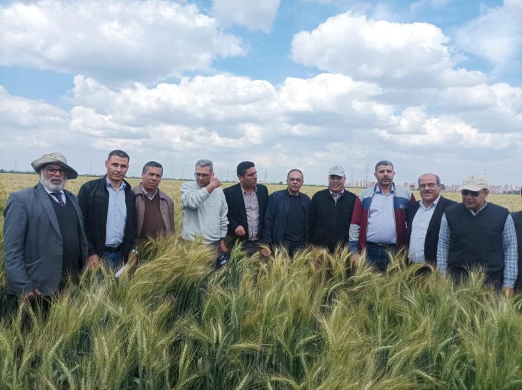 معهد امراض النباتات يتابع المحاصيل الاستراتيجية في محطة بحوث سخا