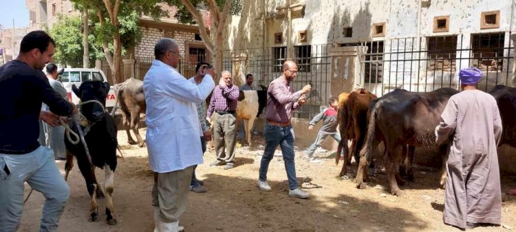 بيطري المنيا: تقديم الخدمات البيطرية لـ 490 رأس ماشية خلال قافلة مجانية بقرية الحواصلية بمركز المنيا