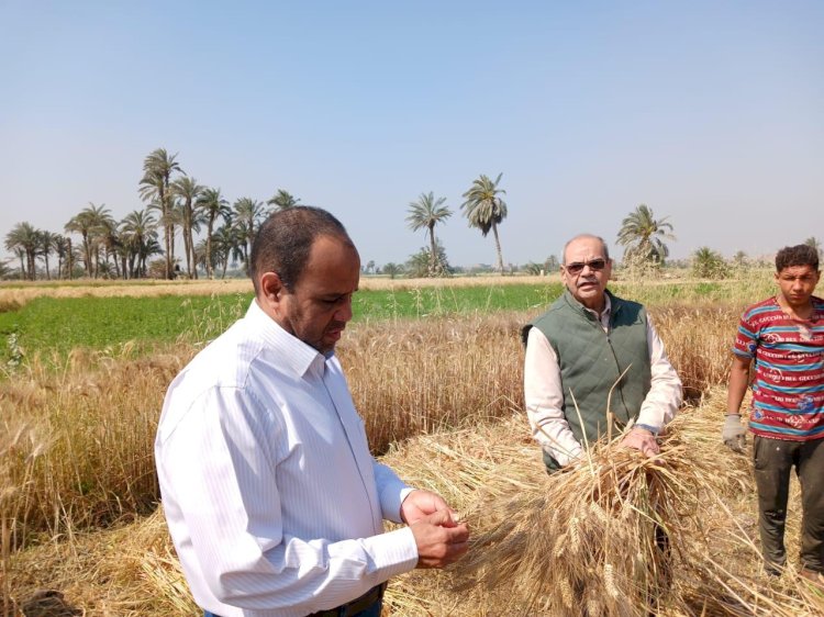 الزراعة تعلن موسم حصاد وتوريد القمح