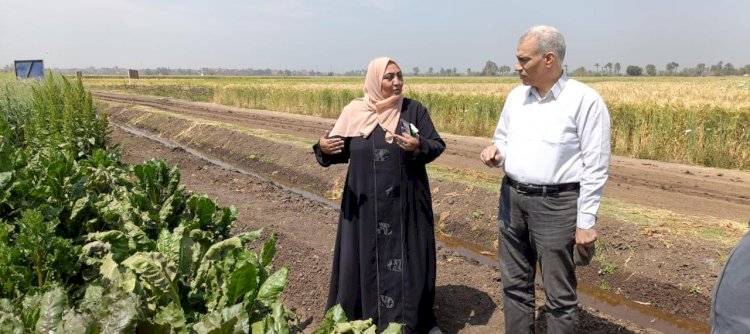 الزراعة تتابع البرامج البحثية وتربية التقاوي ببني سويف